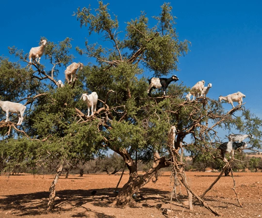 Fromagerie au lait de chèvre et de chamelle