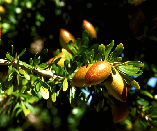 اكتشف المدينة حيث شجرة اللوز هي الملك!