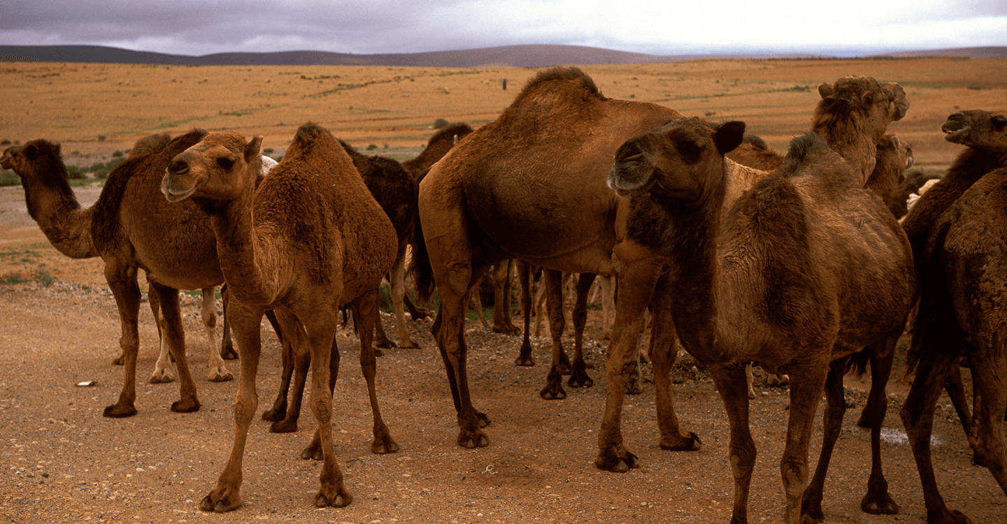 الاحتفال بالجمال في كلميم
