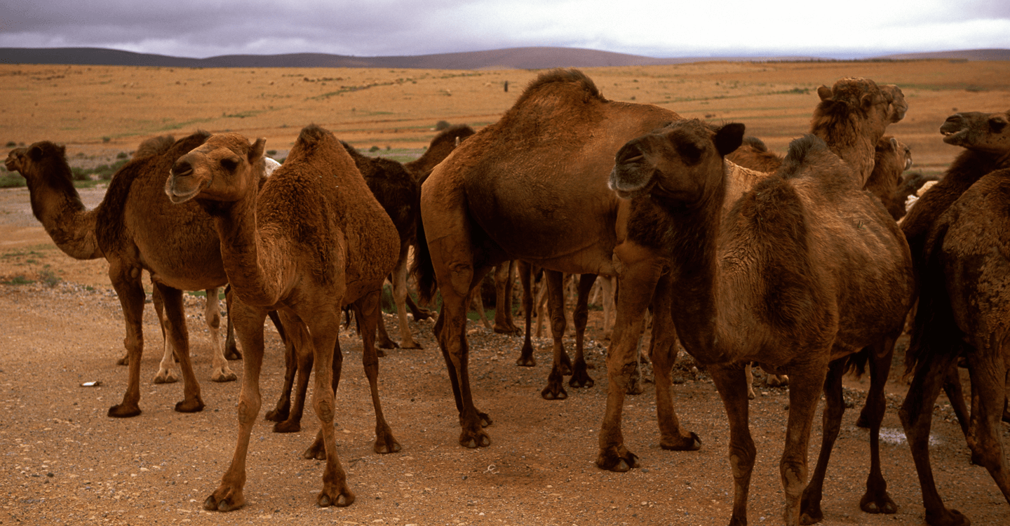 المشي في الصحراء في أرفود