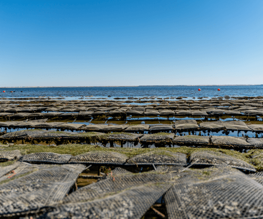 مربي المحار بالوليدية