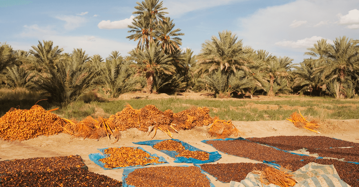 Fêter la récolte des dattes à Erfoud