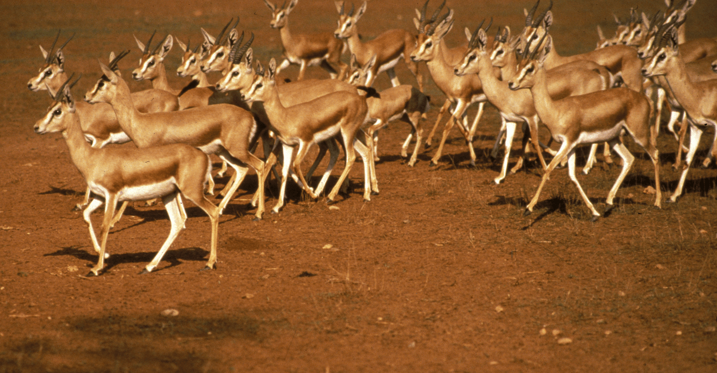 La réserve royale des gazelles à Safi