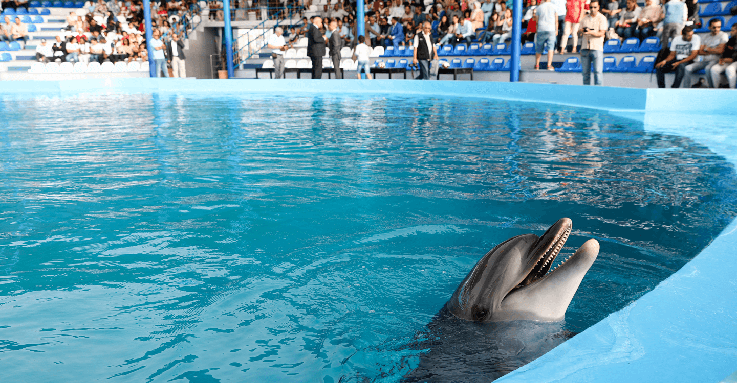 Nager avec les dauphins à Agadir