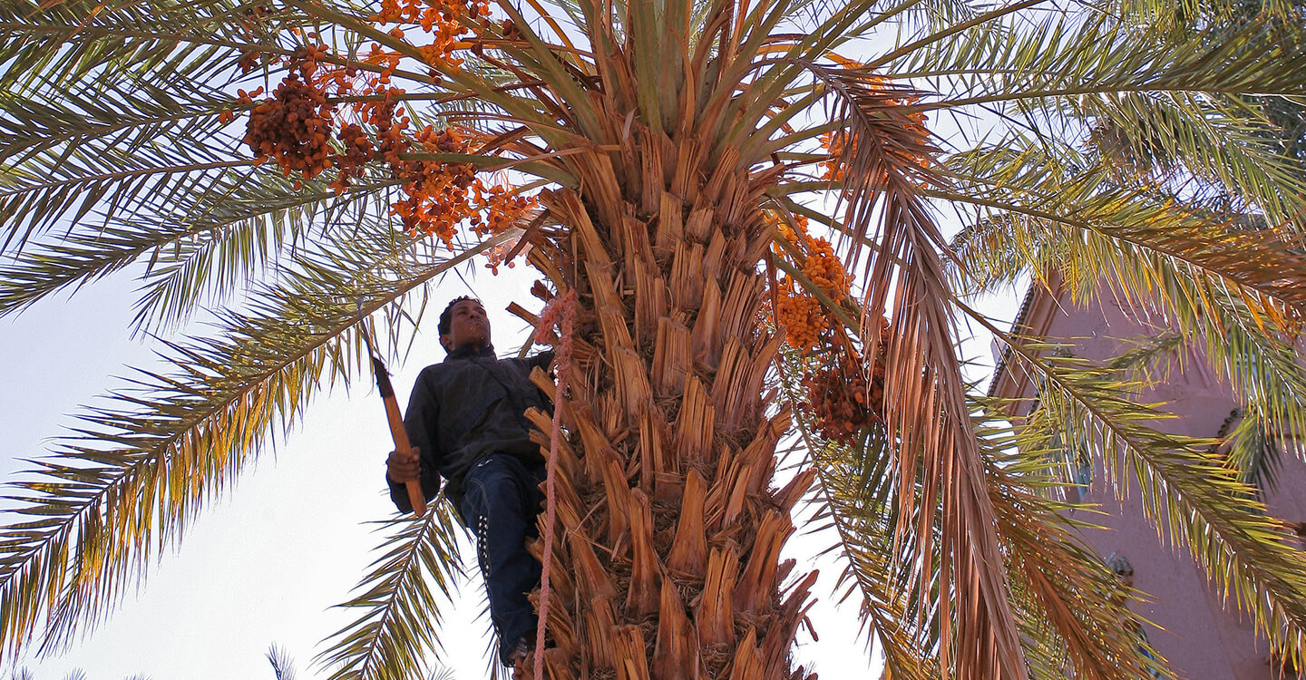 Récolter des dattes à Figuig