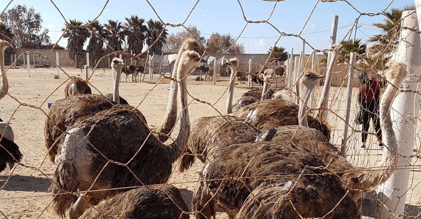 Visiter la ferme des autruches à Dakhla