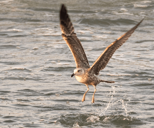 جزيرة ماجدولين موقع فريدا من نوعه