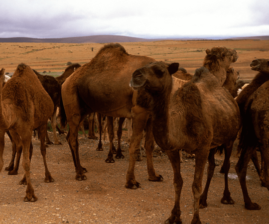 سوق الإبل في كلميم