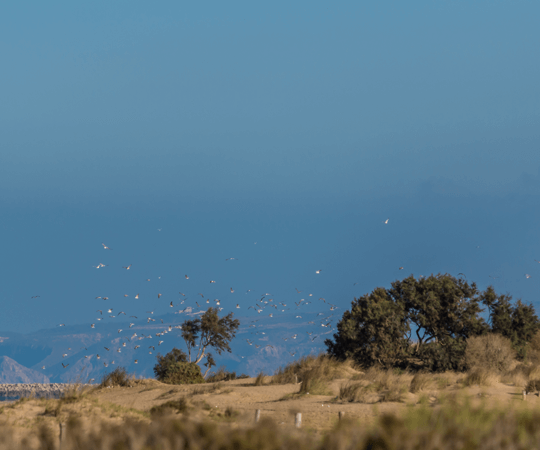 محمية ملوية الطبيعية 