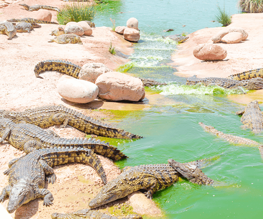 Le Parc à Crocodiles