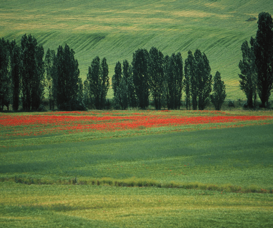 ضريح الشيخ علي حسون الأدوزي