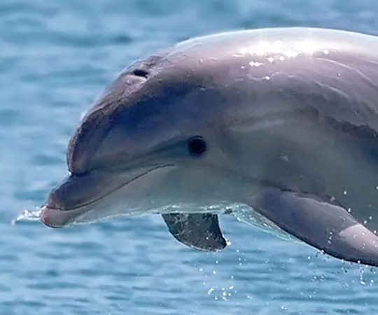 بونتا سارجا