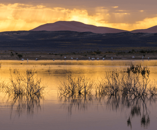 ضاية السريج