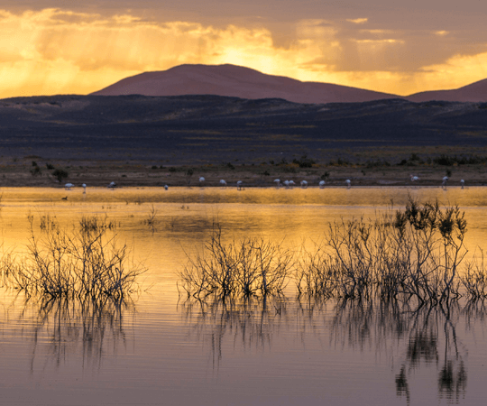 ضاية السريج