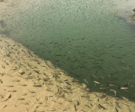 قم بإصطياد أسماكك