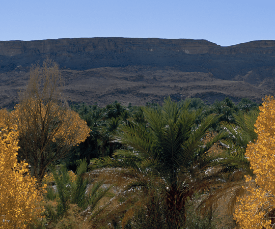 من بستان نخيل إلى بستان نخيل آخر