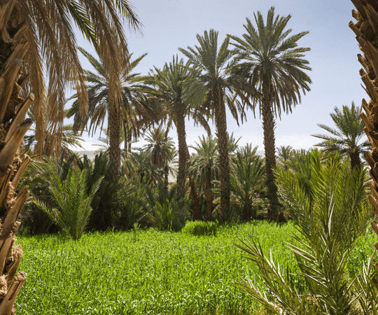 اكتشف نمط عيش والحياة القبلية