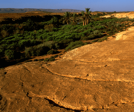 زيارة الواحات الجميلة
