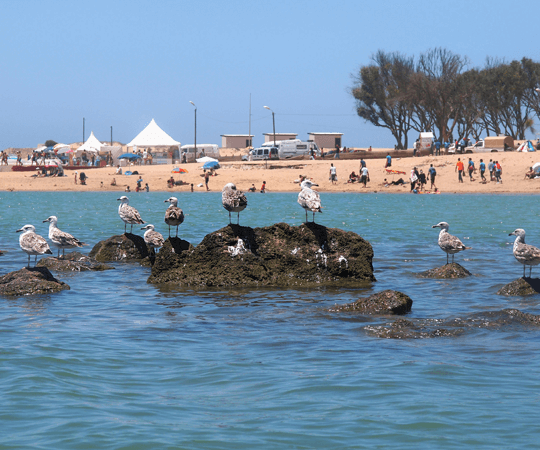 شواطئ العرائش