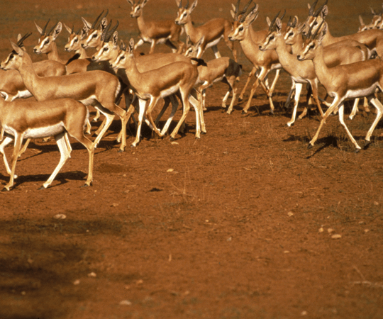 استكشاف المحيط الطبيعي لآسفي